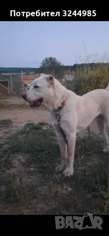САО  Алабай ,,,,!, снимка 6 - Алабай - 55586556