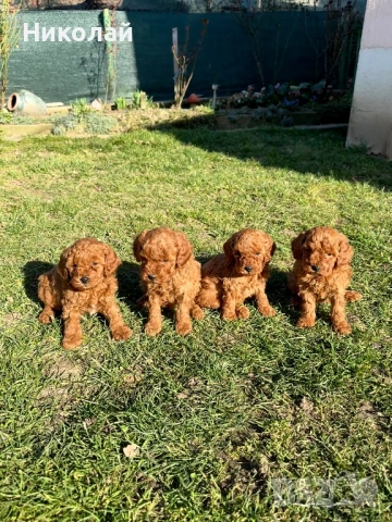 Пудел той Puddle toy момчета и момиче със втора ваксина, снимка 2 - Пудели - 53970658