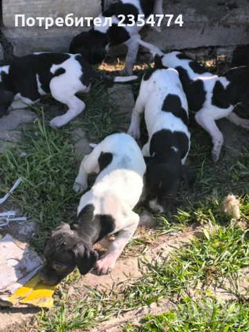 малки поинтери