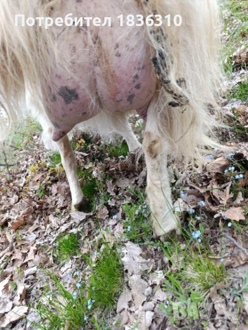 Коза с 3 ярета, снимка 4 - Кози - 54231285