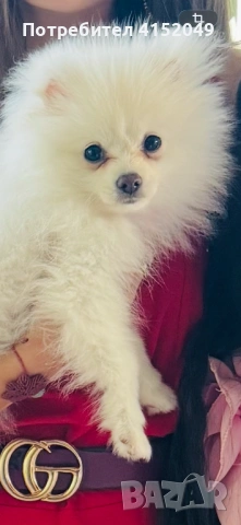 Мини пумеран, снимка 2 - Померан - 54137835