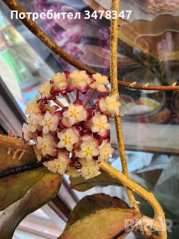 Хоя Khao Leng