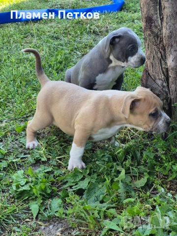 Американско були , снимка 11 - Питбул - 54315310