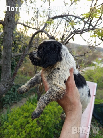 Американски Кокер шпаньол , снимка 9 - Кокер шпаньол - 54175558