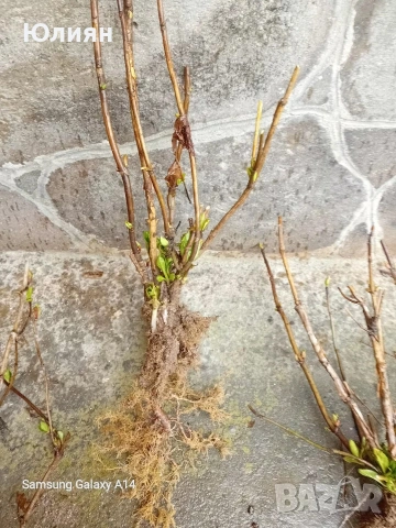 Хортензия бяла и розова , снимка 5 - Разсади - 50764477