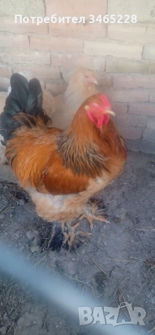 петел  Брама , снимка 3 - Кокошки и пуйки - 54239304