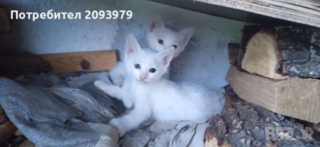 Бели котета с разноцветни очи, снимка 5 - Други - 54895027