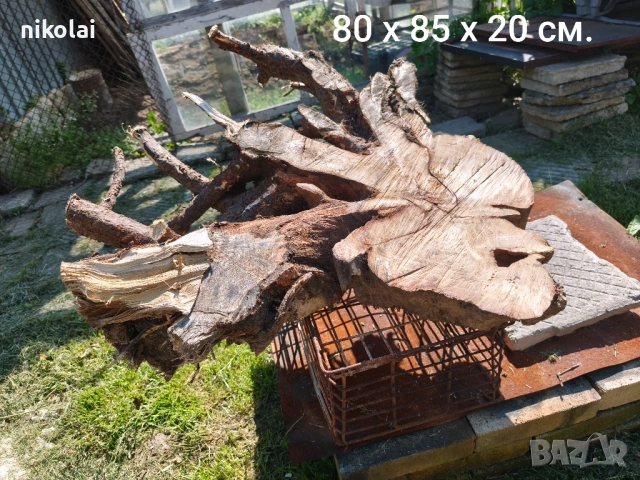 Шайби от корен на Салкъм 