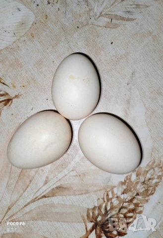 Продавам Яйца за люпене на Декоративни Пилета, снимка 2 - Кокошки и пуйки - 54082712