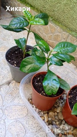 Гардения Gardenia Jasminoides, снимка 5 - Градински цветя и растения - 54782564