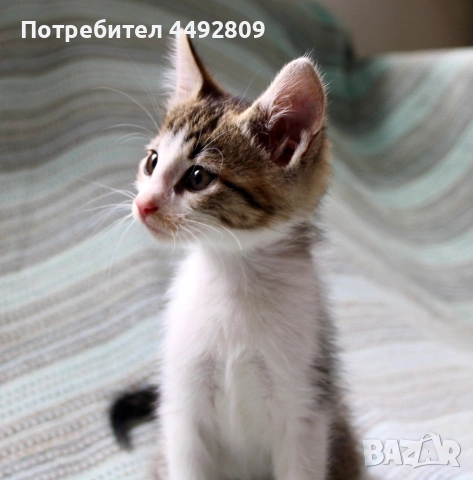 Малко коте търси дом, снимка 2 - Други - 55118513