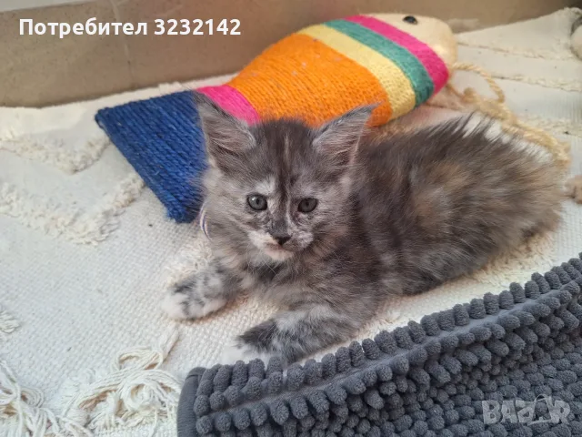 Котенца Мейн Куун , снимка 11 - Мейн кун - 55512481