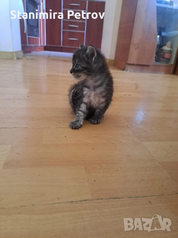 Ангорски котки, снимка 6 - Ангорски - 54660407