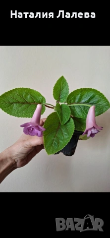 Синингия, sinningia Lucent heart, снимка 2 - Стайни растения - 54326184