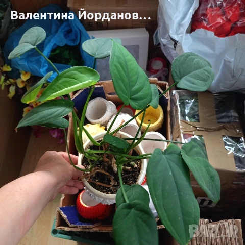 стайни цветя , снимка 13 - Стайни растения - 54590866
