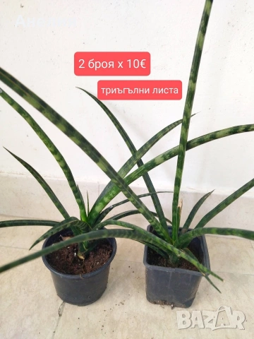 Сансевиери няколко вида ( вижте описанието)