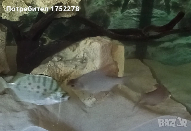 Риби сиамски шарани( Catlocarpio siamensis), снимка 3 - Рибки - 54819180