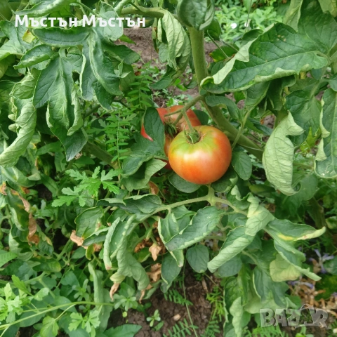 Разсад розов домат магия- макс, снимка 8 - Разсади - 54202106