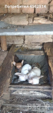 Продавам кученца пинчери, снимка 2 - Пинчер - 55138196