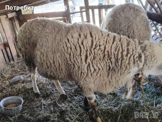 Кочове, снимка 3 - Овце - 54270503