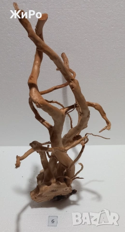 Корен от Азалия /декорация/ 6, снимка 2 - Други - 53396757