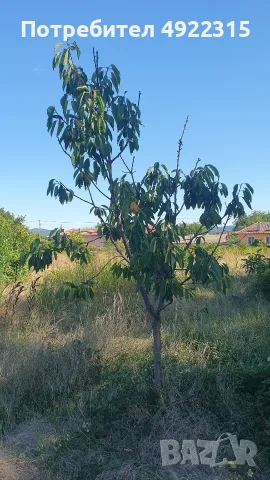 Предоставям дворно място/градина за дългосрочно безплатно ползване, снимка 8 - Парцели - 55696429