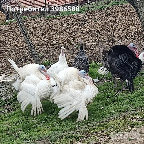 Пуйки, снимка 6 - Кокошки и пуйки - 54385894