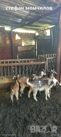 продавам ярета 