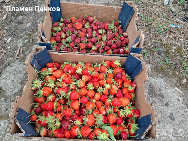 Домашно сладко от цели ягоди, снимка 5 - Домашни продукти - 54722308