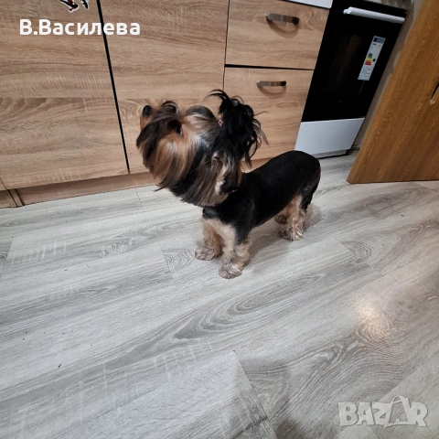 Йоркширски териер-момиче, снимка 4 - Йоркширски териер - 50828126