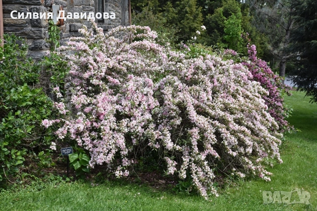 Вайгела /розов, бял, червен, снимка 13 - Градински цветя и растения - 52501247
