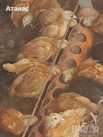 Черен австралорп И смесени снасящи сини , зелени яйца ,тетра и супер харко. , снимка 4 - други­ - 53830777