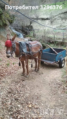 Продавам работно муле, снимка 6 - Коне - 55049100