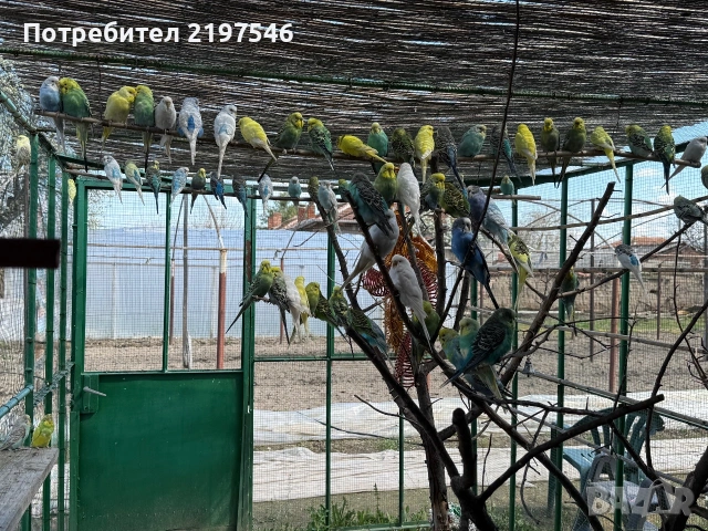 Вълнисти папагали, снимка 2 - Папагали - 55015320