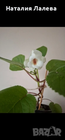 Синингия, sinningia Isa’s sherbet lemon, снимка 4 - Стайни растения - 54590116