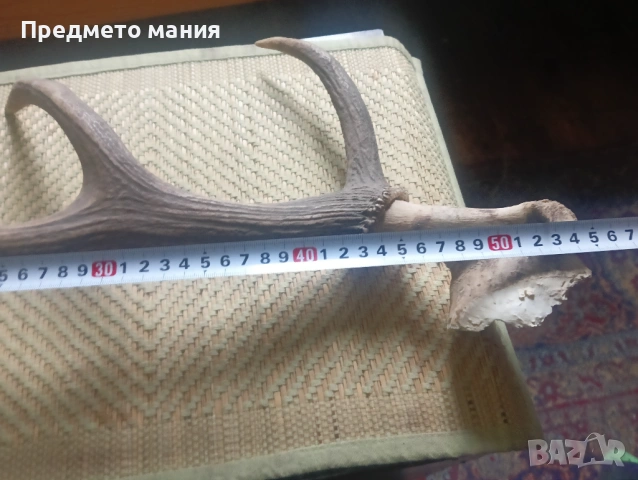 Красиви еленови рога (с черепна кост) – За декорация и колекция, снимка 6 - Антикварни и старинни предмети - 54068355
