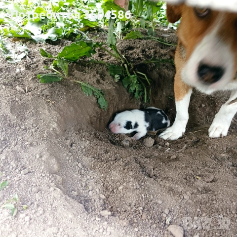 Домашно куче 🐕, снимка 3 - Други - 54401529