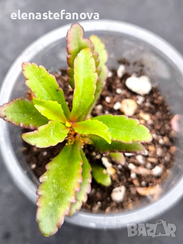 Комплект от три сукулентни растения, снимка 3 - Стайни растения - 54271119