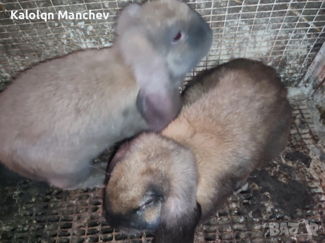 кочовати зайци за разплод мъжки на 3 месеца+цена 60евро