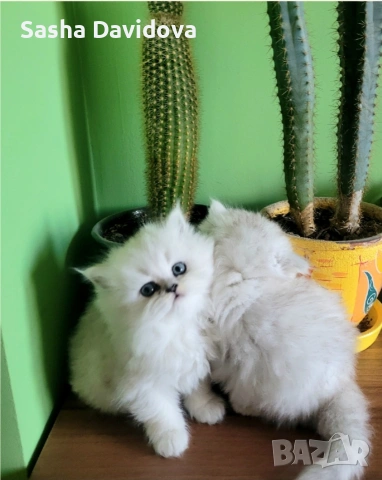 Британски дългокосмести котенца