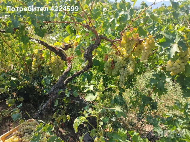 Продавам грозде🍇