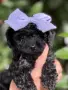 Той Пудел (Toy Poodle), снимка 1