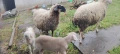 продавам Два броя овце , снимка 2