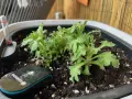 GARDENA SMART сензори за влажност/температура за градина/саксии с WiFi управление, снимка 5