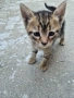 Подарявам малки котета, снимка 3