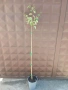 Карамелено дърво (Японска кацура) – Cercidiphyllum japonicum, снимка 5