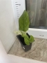 Epipremnum Pinatum Marble, снимка 4