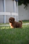 Той пудел Toy poodle, снимка 17
