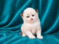 Регдол коте , снимка 3