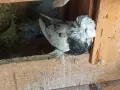 Гълъби демкежи топ качество , снимка 11